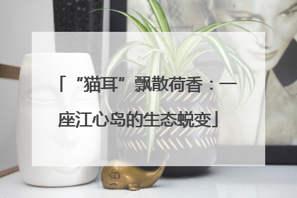 “猫耳”飘散荷香：一座江心岛的生态蜕变