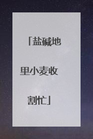 盐碱地里小麦收割忙