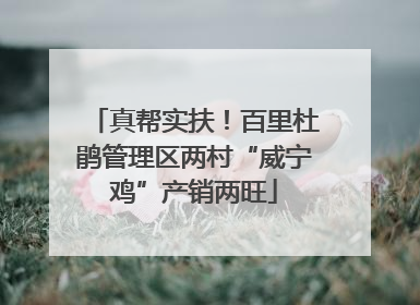 真帮实扶！百里杜鹃管理区两村“威宁鸡”产销两旺