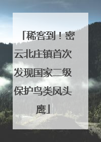 稀客到！密云北庄镇首次发现国家二级保护鸟类凤头鹰