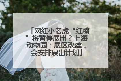 网红小老虎“红糖”将暂停展出？上海动物园：展区改建，会安排展出计划