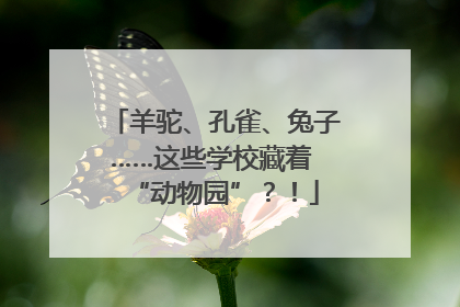 羊驼、孔雀、兔子……这些学校藏着 “动物园”？！