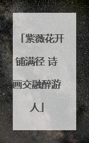 紫薇花开铺满径 诗画交融醉游人