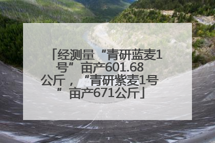 经测量“青研蓝麦1号”亩产601.68公斤，“青研紫麦1号”亩产671公斤