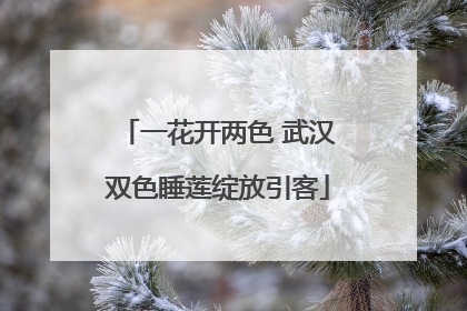 一花开两色 武汉双色睡莲绽放引客