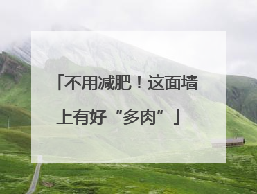 不用减肥！这面墙上有好“多肉”
