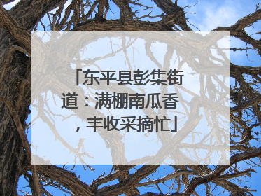 东平县彭集街道：满棚南瓜香，丰收采摘忙