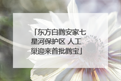 东方白鹳安家七星河保护区 人工巢迎来首批鹳宝