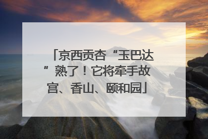 京西贡杏“玉巴达”熟了！它将牵手故宫、香山、颐和园