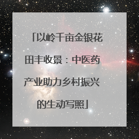 以岭千亩金银花田丰收景：中医药产业助力乡村振兴的生动写照