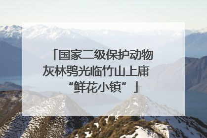 国家二级保护动物灰林鸮光临竹山上庸“鲜花小镇”