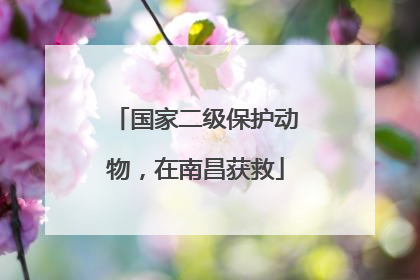 国家二级保护动物，在南昌获救