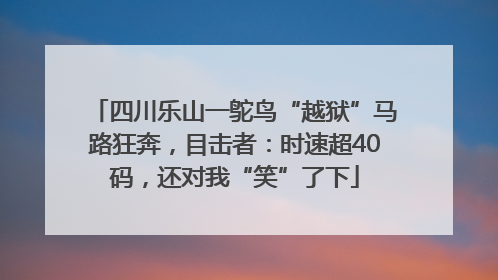 四川乐山一鸵鸟“越狱”马路狂奔，目击者：时速超40码，还对我“笑”了下