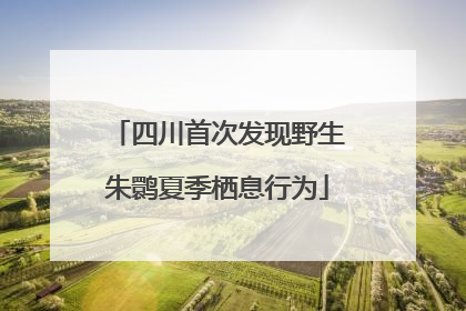 四川首次发现野生朱鹮夏季栖息行为