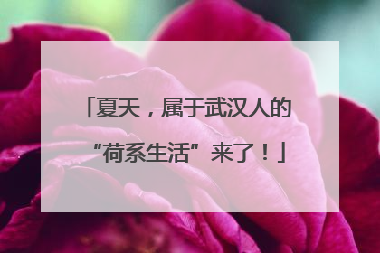 夏天，属于武汉人的“荷系生活”来了！