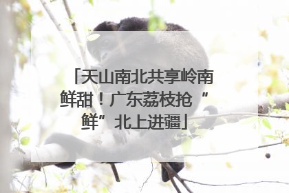 天山南北共享岭南鲜甜！广东荔枝抢“鲜”北上进疆