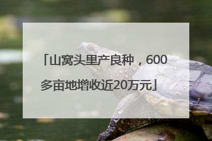 山窝头里产良种，600多亩地增收近20万元