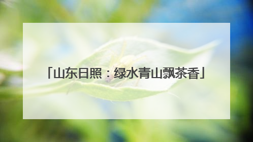 山东日照：绿水青山飘茶香