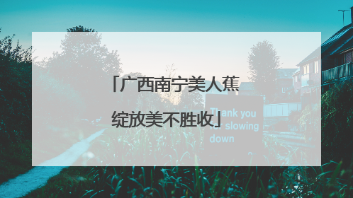 广西南宁美人蕉绽放美不胜收