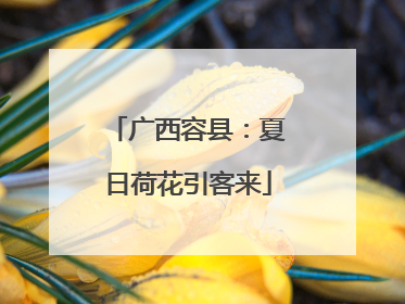 广西容县：夏日荷花引客来