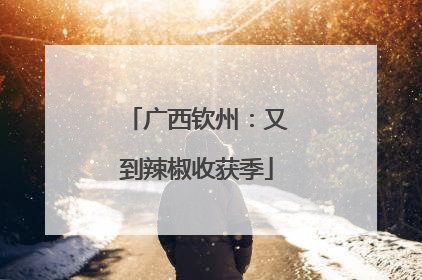 广西钦州：又到辣椒收获季
