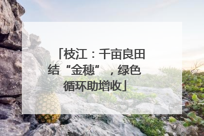 枝江：千亩良田结“金穗”，绿色循环助增收