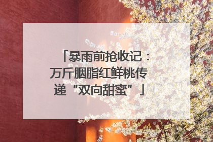 暴雨前抢收记：万斤胭脂红鲜桃传递“双向甜蜜”
