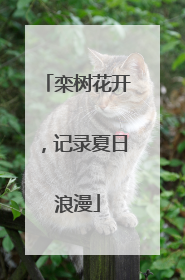 栾树花开，记录夏日浪漫