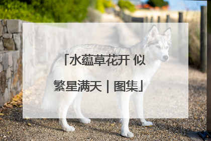 水蕴草花开 似繁星满天｜图集