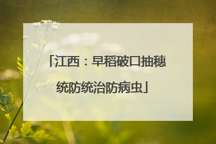 江西：早稻破口抽穗 统防统治防病虫