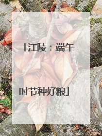 江陵：端午时节种好粮