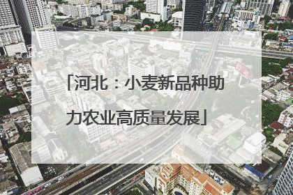 河北：小麦新品种助力农业高质量发展