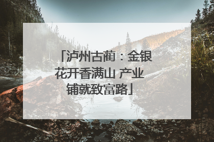 泸州古蔺：金银花开香满山 产业铺就致富路