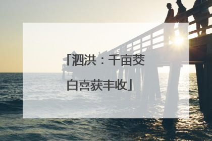 泗洪：千亩茭白喜获丰收