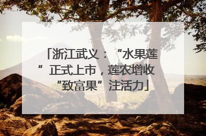 浙江武义：“水果莲”正式上市，莲农增收“致富果”注活力