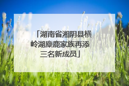 湖南省湘阴县横岭湖麋鹿家族再添三名新成员
