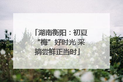 湖南衡阳：初夏“梅”好时光 采摘尝鲜正当时