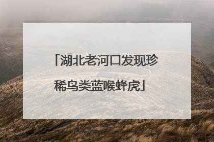 湖北老河口发现珍稀鸟类蓝喉蜂虎