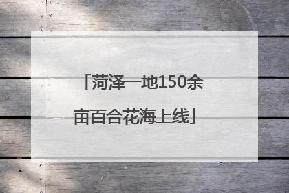 菏泽一地150余亩百合花海上线
