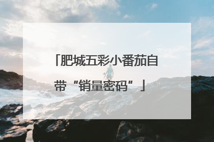 肥城五彩小番茄自带“销量密码”