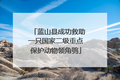 蓝山县成功救助一只国家二级重点保护动物领角鸮