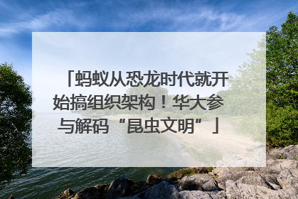 蚂蚁从恐龙时代就开始搞组织架构！华大参与解码“昆虫文明”