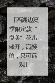 西湖边夏季限定款“臭美”花儿盛开，高颜值，只可远观
