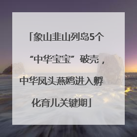 象山韭山列岛5个“中华宝宝”破壳，中华凤头燕鸥进入孵化育儿关键期