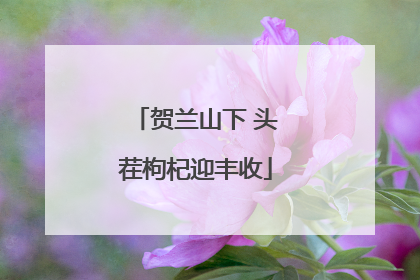 贺兰山下 头茬枸杞迎丰收