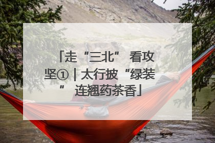 走“三北” 看攻坚①｜太行披“绿装” 连翘药茶香