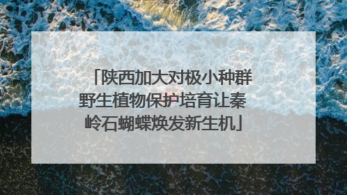 陕西加大对极小种群野生植物保护培育让秦岭石蝴蝶焕发新生机