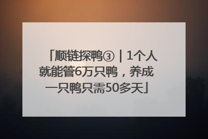顺链探鸭③｜1个人就能管6万只鸭，养成一只鸭只需50多天