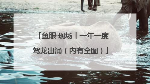 鱼眼·现场丨一年一度 驾龙出涌（内有全图）