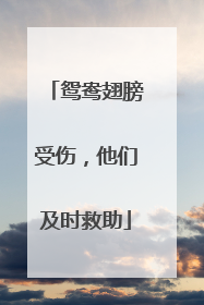 鸳鸯翅膀受伤，他们及时救助